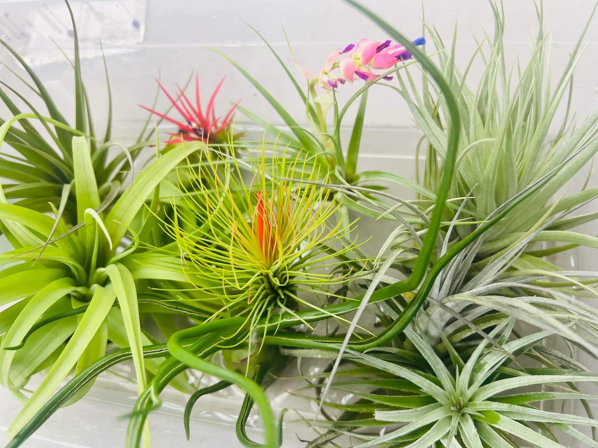 Air Plants Varieties - Air Plants just about the coolest and most versatile indoor plants you can adopt. The Tillandsia species doesn’t require soil to grow, as they absorb water through their leaves. As air plants grow they can produce flowers and babies, commonly referred to as ‘pups’. Pups can be kept on the mother plant to create a ‘clump’ that hangs in a longer string or can be removed when they’re 1/3 the size of the mother plant.  Light: Try to place air plant 3-5 feet from a window or near filtered light or an artificial light source.  Water: water your air plant, place it face down in water, either in a container or your sink and let them soak for 10-20 minutes. Alternatively you can dunk plants several times in water. After soaking, gently shake off excess water to prevent rotting or damage.  Pet Friendly : Yes.    