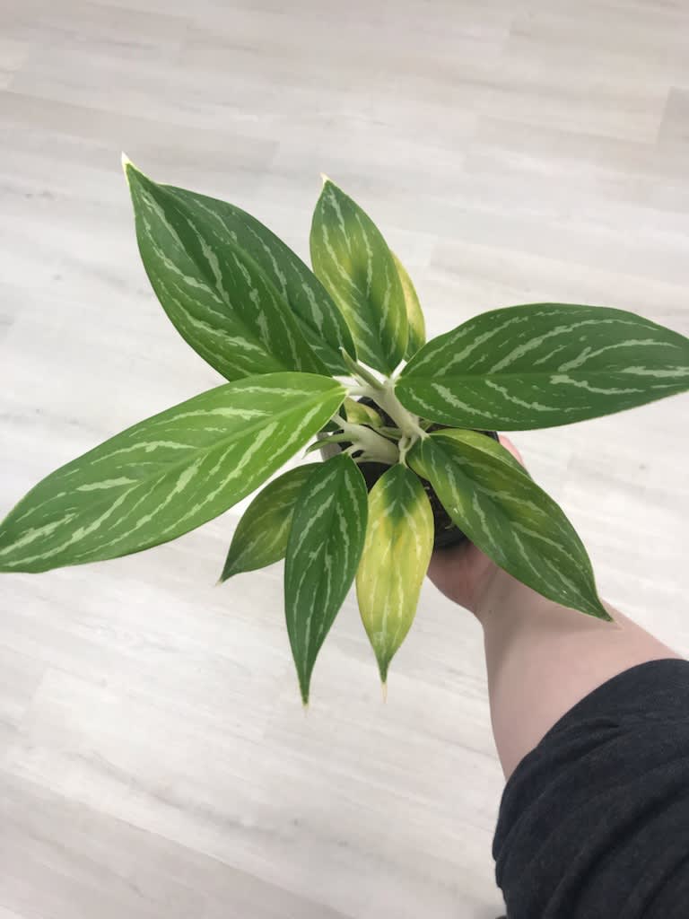 Chinese Evergreen (Aglaonema Maria) - Light: low to medium Indirect  Water: Keep the soil moist, water when the top inch or soil is dry  Pet Friendly: No.     