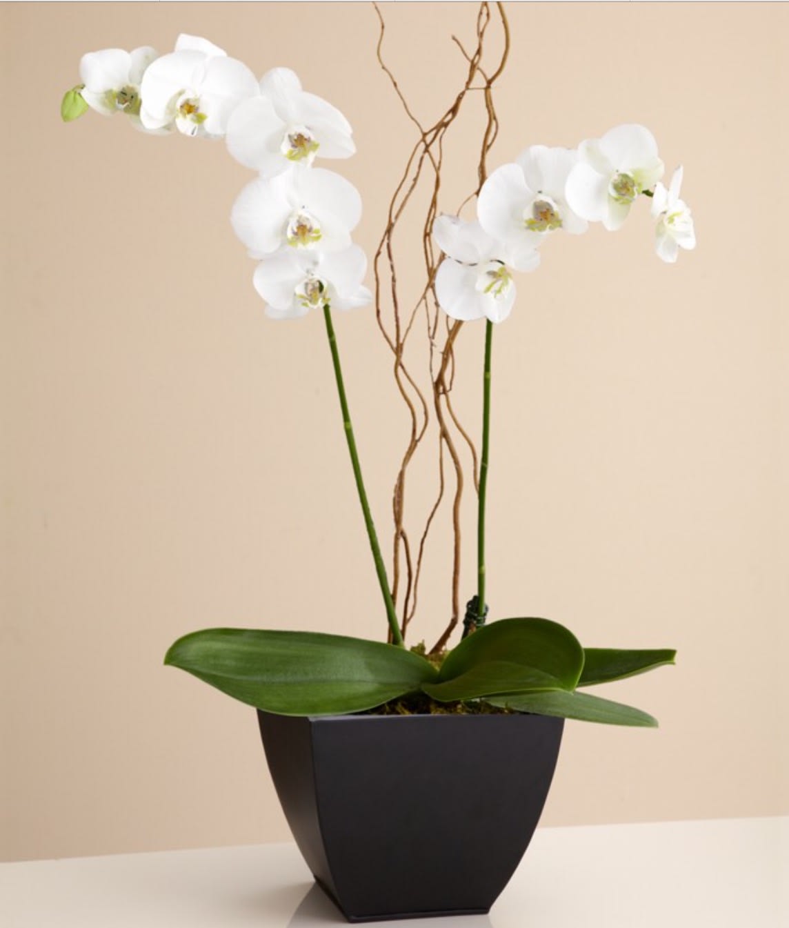 Graceful White Orchid Plant - Send Zen. A graceful white phaleanopsis orchid plant potted in a modern container is an enchanting gift for any occasion. These plants will reward you with several months of beautiful blooms.