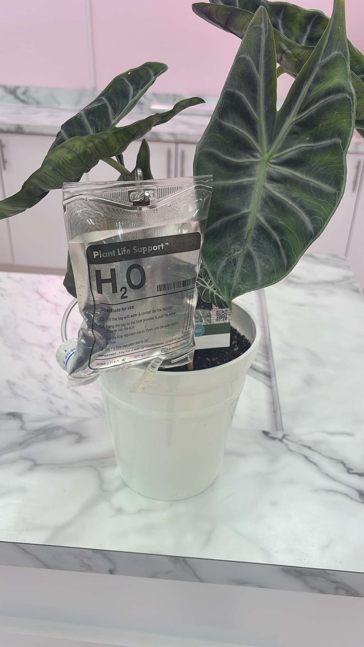 Plant Life Support by Timeless Flowers By Rita