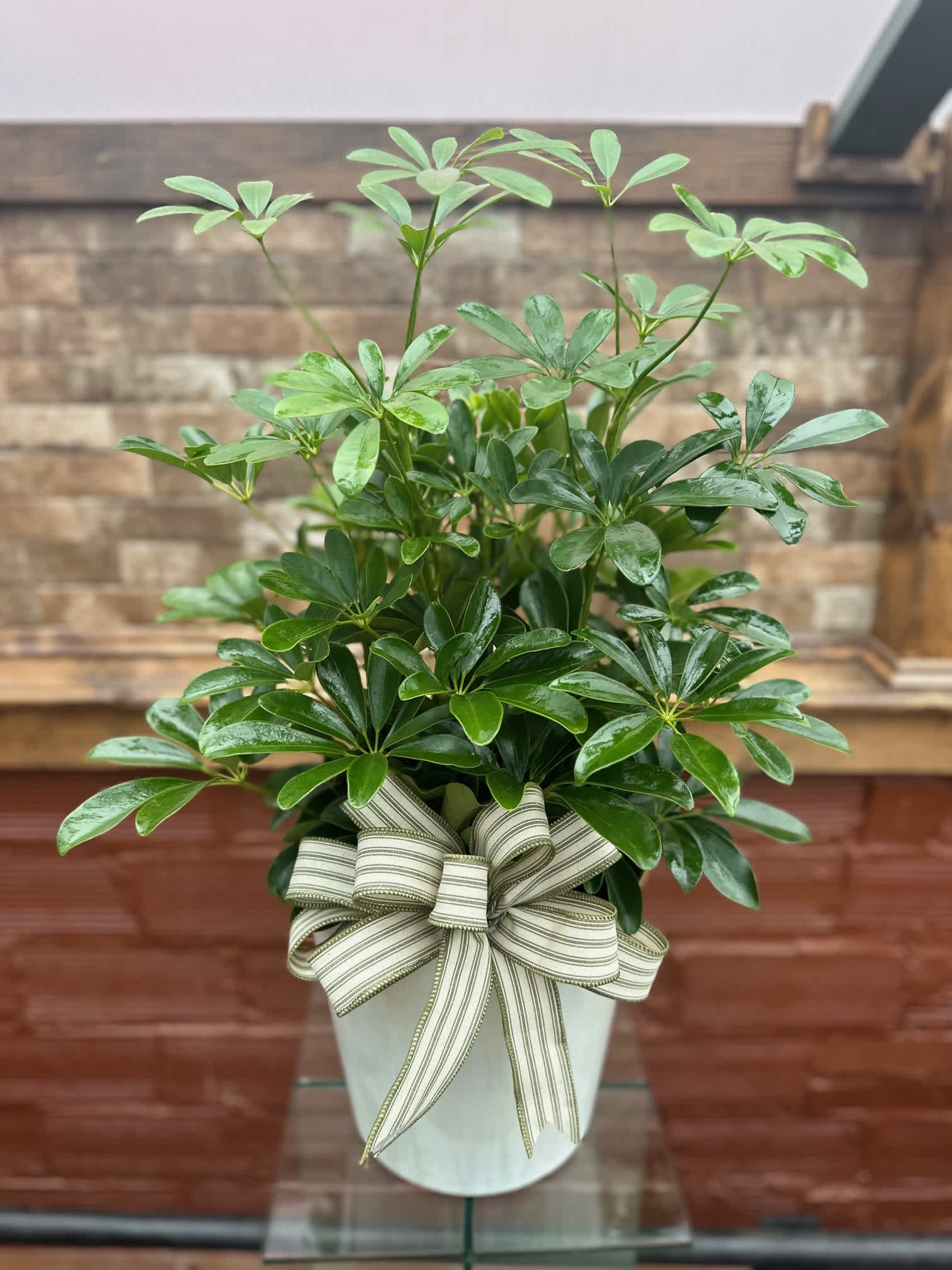 8&quot; Schefflera Arboricola - Schefflera Arboricola, or more commonly known as a Dwarf Umbrella Tree, is a lush and vibrant way to bring nature into any space. This incredible plant displays its beautiful foliage presented in a round graphite container for a look of modern sophistication, making it an ideal plant suited to fit into any interior decor. 