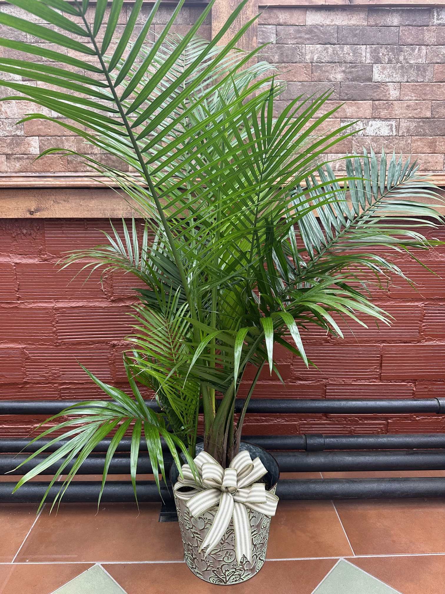 10&quot; Palm - Palm Plant brings natural beauty to any space with its incredible lush foliage. Known for their attractive splayed green leaves, this large plant arrives presented in a round graphite container to make it an ideal fit for any interior décor. 