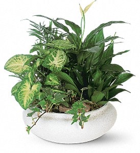Medium Dish Garden - This low bowl filled with living plants will also carry comfort and compassion for many months to come. Perfect to send to the home or service.  One planter arrives filled with dracaena, ivy, palm, spathiphyllum and syngonium plants.  Approximately 14&quot; W x 15&quot; H  Orientation: All-Around 