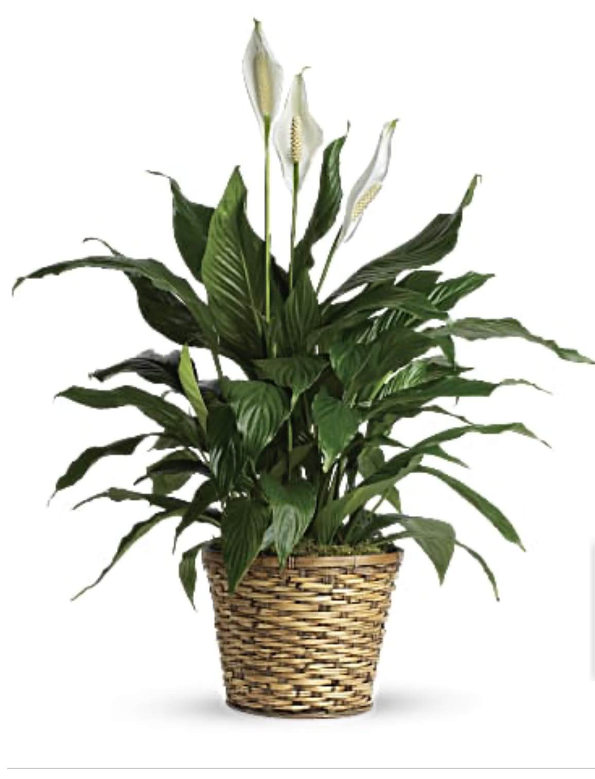 Small peace lily plant Small peace lily plant - Small peace lily plant