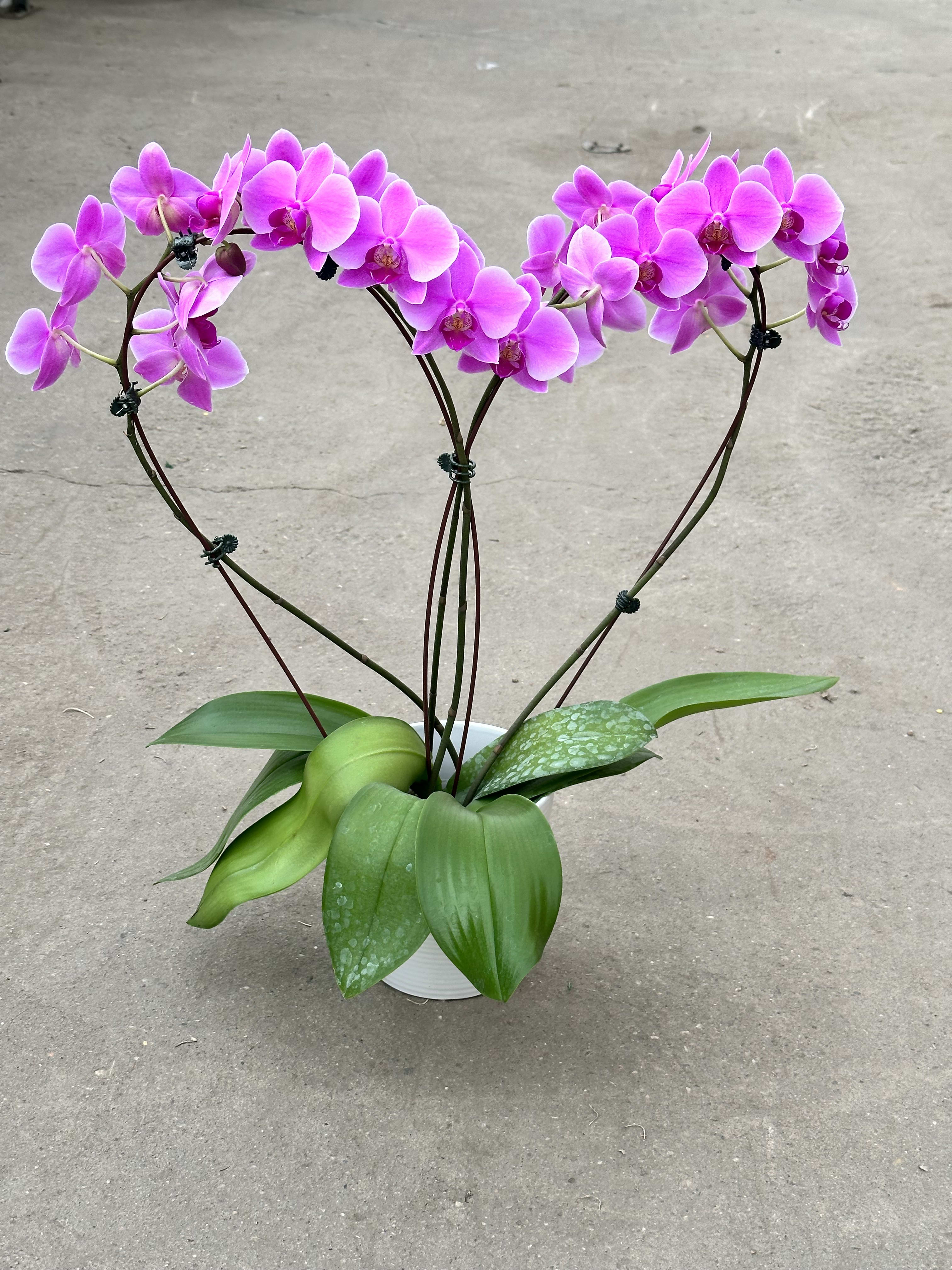 How to Care For Orchids? 3 Tips for Caring For Your Orchids - Give Gift  Boutique Flower Shop