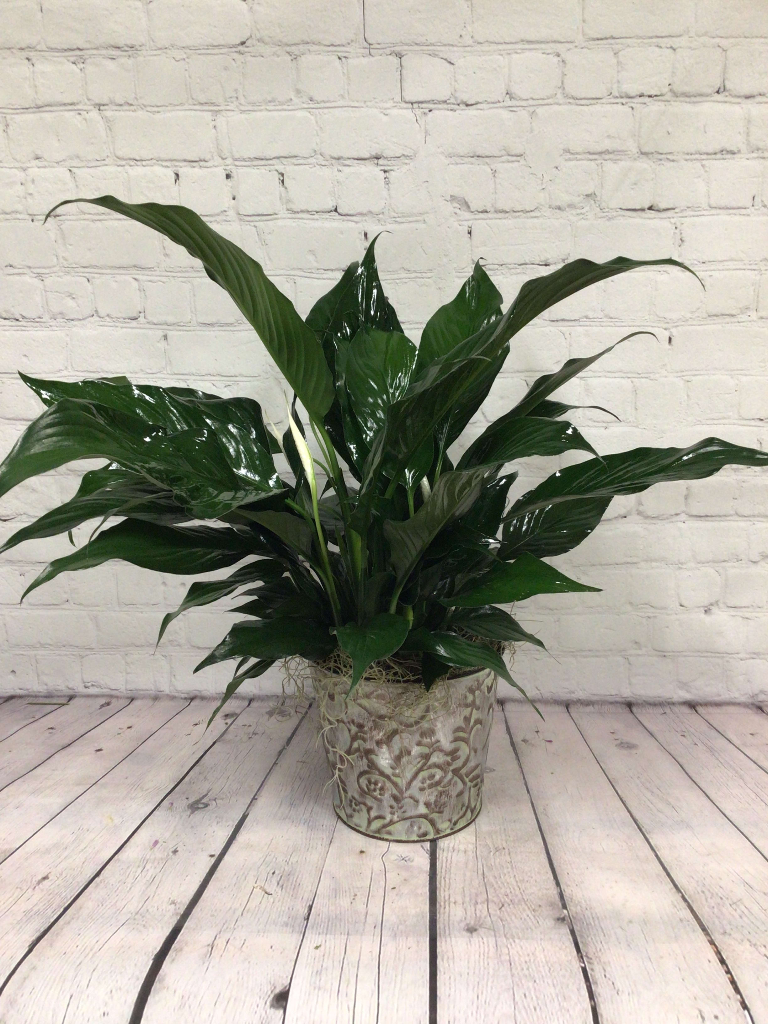 Small Peace Lily in Charleston, SC Keepsakes Florist