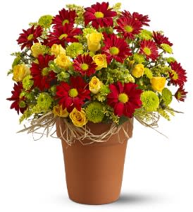  Country Roads [TFWEB223] - Dream of a stroll down country roads under a clear autumn sky, gazing into gardens where flowers bloom in fall colors of red, yellow and chartreuse, and you might envision this bright patchwork bouquet, arranged with a bit of raffia in a simple terra-cotta pot. An all-purpose floral gift for any occasion.  Yellow spray roses, red daisy spray chrysanthemums and green button spray chrysanthemums, pittosporum and hypericum – accented with seeded eucalyptus and solidaster – are arranged in a terra-cotta pot with a bit of raffia.      As Shown : TFWEB223  