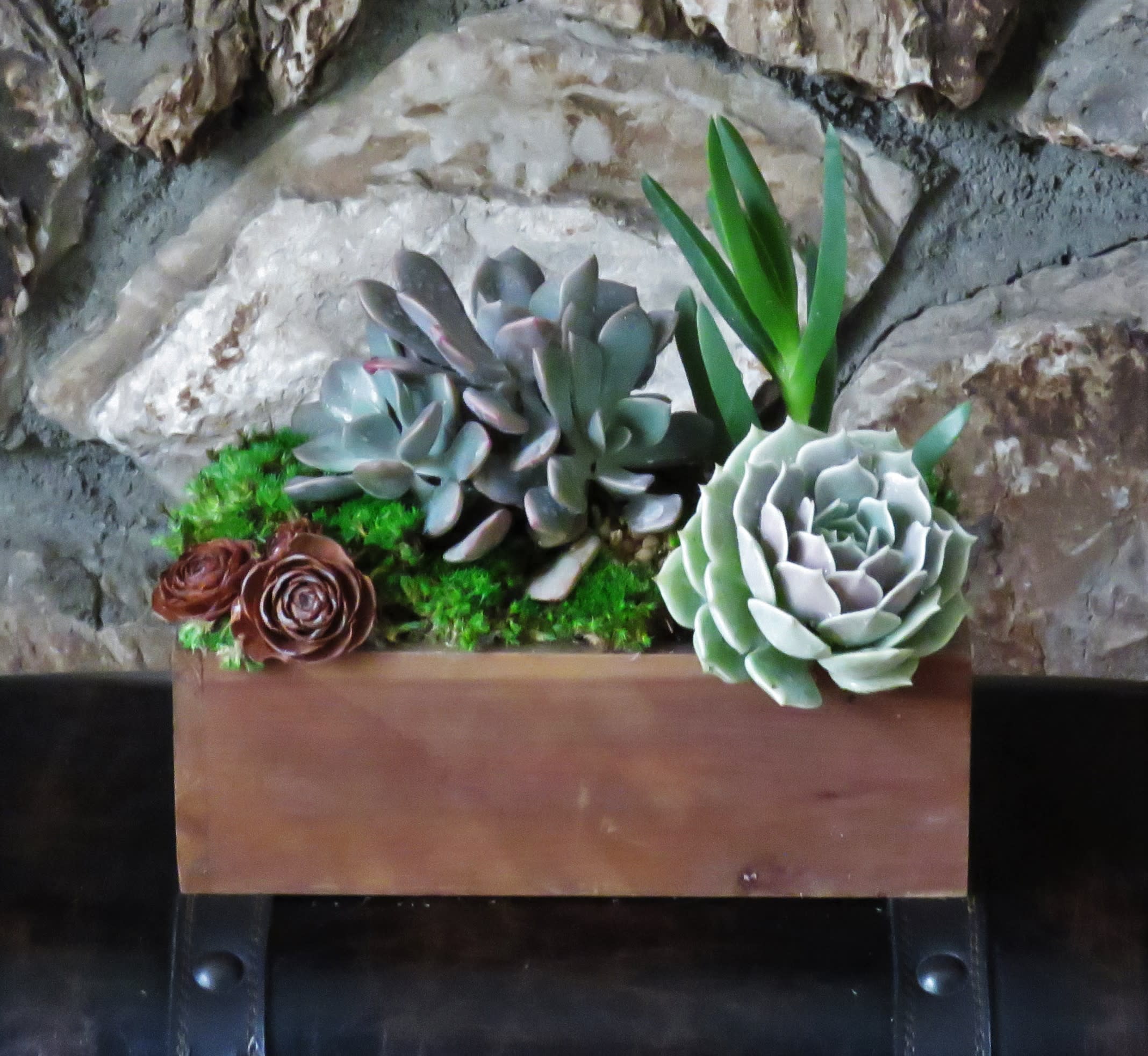 Succulent live plant Succulent live plant - Beautiful succulent live plants arranged with moss on a wood vase