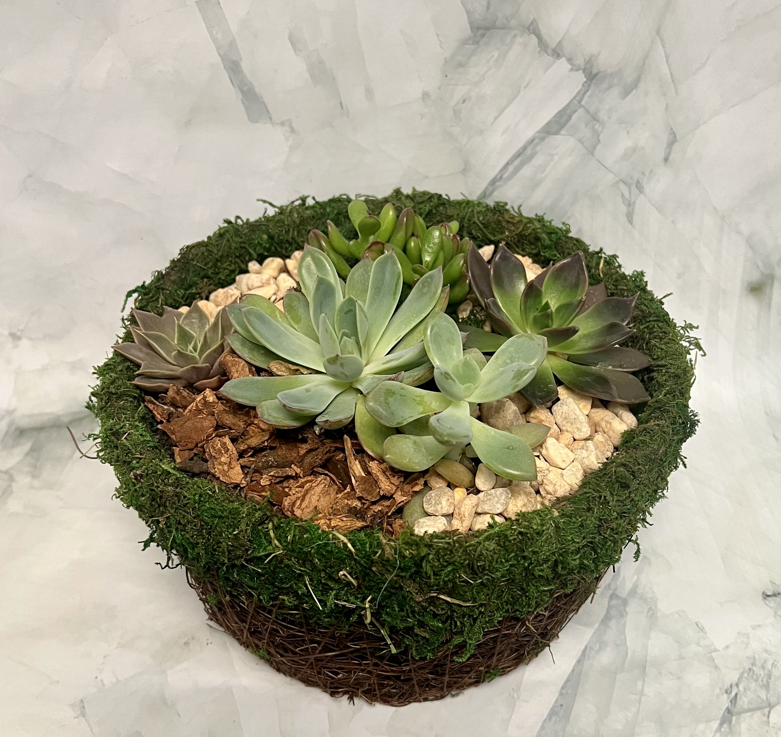 Rainforest Succulent Garden  - This creation will remind you of the rainforest floor. The basket has moss on the rim. Inside are about 5 beautiful handpicked succulents that are selected by our local greenhouse. No garden is the same. We choose a wide variety of plants and decorations. 