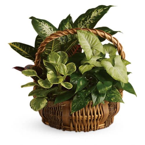 Emerald Garden Basket Emerald Garden Basket - You don't have to follow the yellow brick road to find this emerald jewel. All kinds of gorgeous greens fill this basket that makes a perfect gift for men or women. Celebration or sympathy. Birthday or any day. So beautiful and bountiful it will deliver any message eloquently.. When it comes to gifts this one is a gem! Approximately 17 1/2" W x 17 1/4" H Orientation: All-Around As Shown : T106-1A Container may vary
