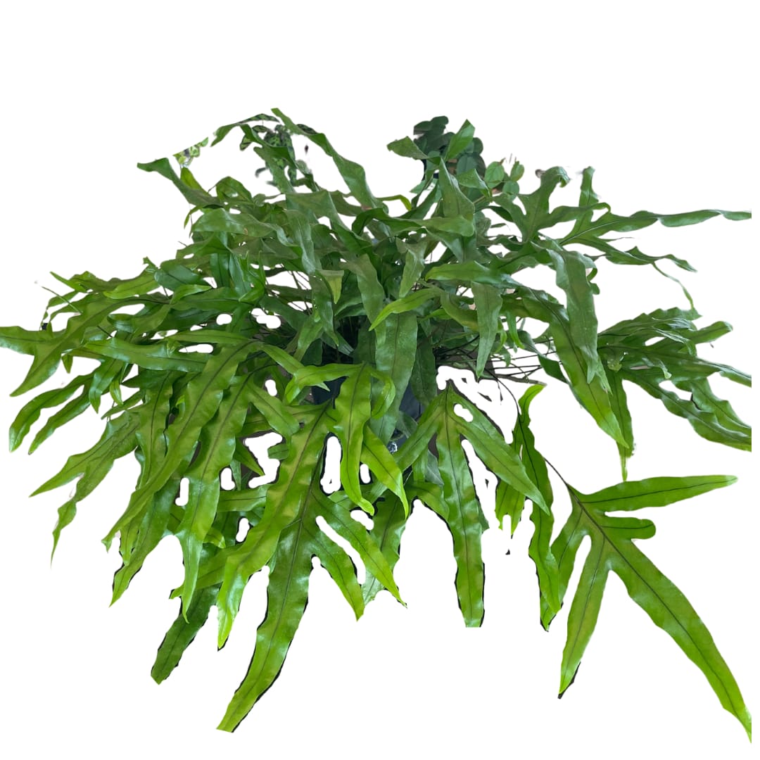 Kangaroo Fern 6" Pot by Paul Davis' Flower Shop