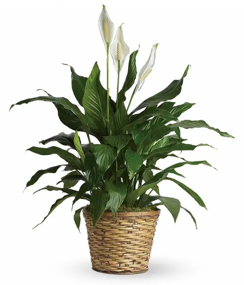Peace Lily - Signature Size - Our largest Peace Lily placed in a beautiful basket with moss accents. Perfect to send for sympathy to the service to show how much you care. Long-lasting with a large presence in any room.   This plant is approximately 36&quot; tall and 20&quot; wide. 