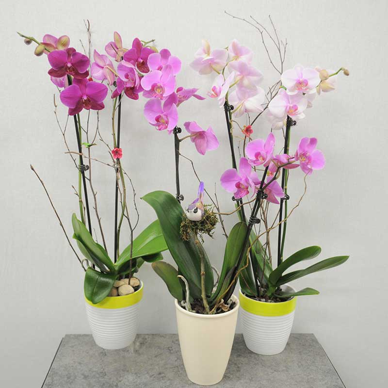 Phalaenopsis Orchids!!! - Elegant, Long Lasting, Easy Care, Double Stem in a Lovely Container.  Usually have White and Shades of Purple and Lavender. Other Colors are available on Request. All the Orchids are Accented with some Branches and a Cute Little Bird. Usually Bloom 5 or More Weeks and with Proper Care will Bloom 2 Times per Year. A Thoughtful Gift that Keeps Giving