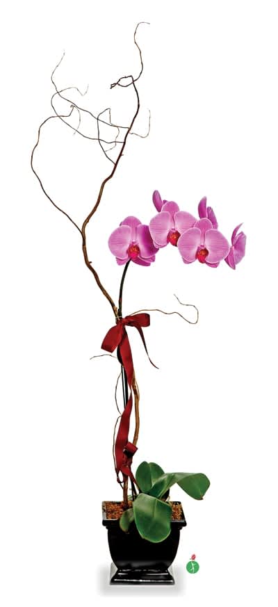 Lavender Phalaenopsis Orchid - One perfect lavender potted phalaenopsis orchid plant is accented with a curling branch, and presented with a ribbon bow tied right around the middle. This low-maintenance, long-lasting and exotic gift will create quite an impression!