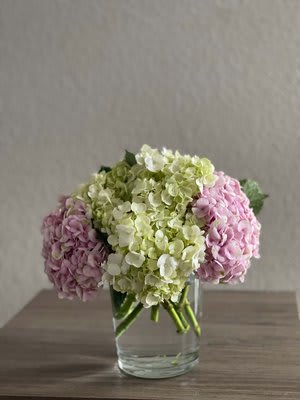 Heavenly - A piece sent from the heavens, this bouquet is sure to captivate with the blend of green and pink hydrangeas. This arrangement is delivered in a beautiful clear square vase, overall displaying delicacy and simplicity.