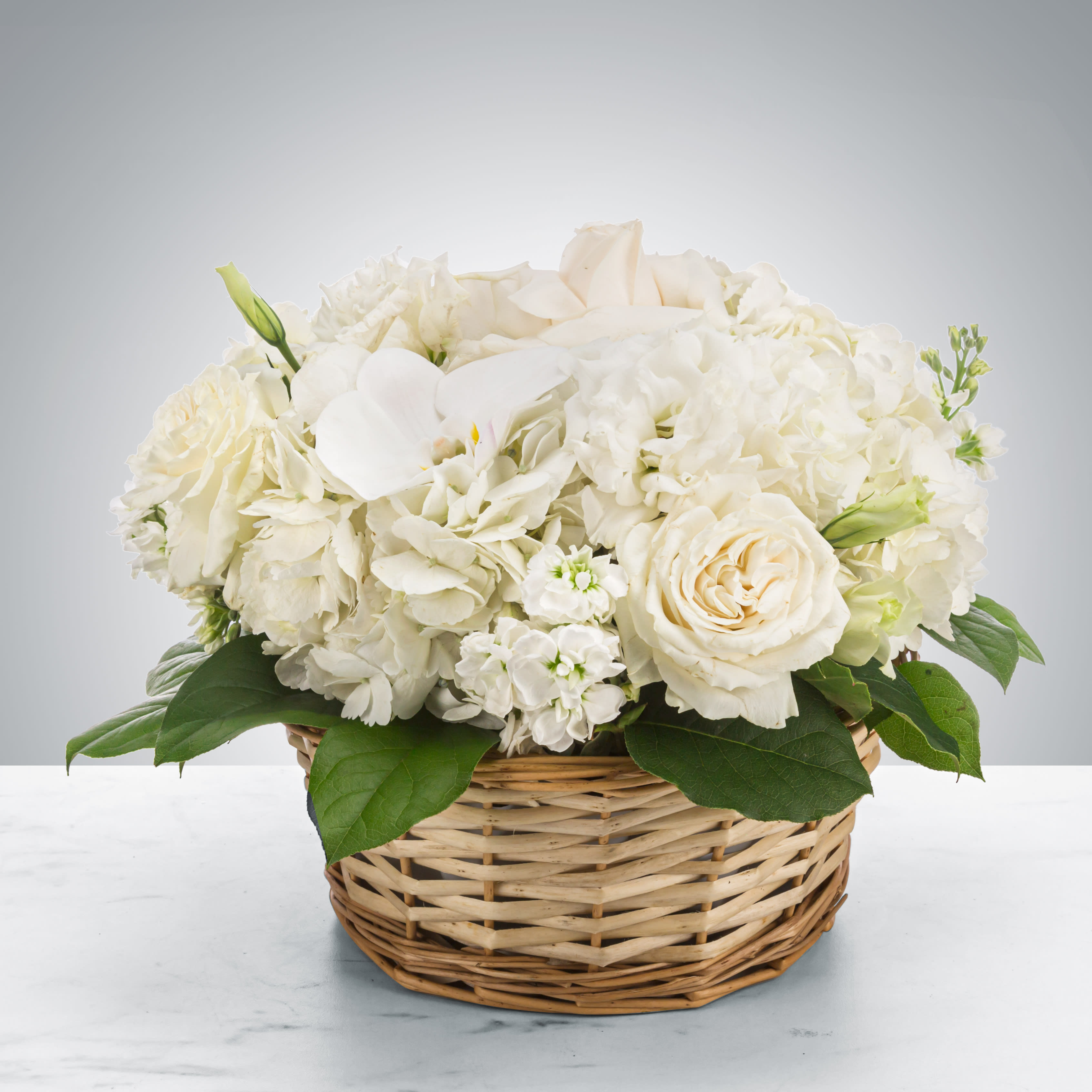 Lace by BloomNation™ - Send this all-white arrangement to the family's home to let them know you are thinking of them in their time of loss. Featuring white hydrangea, and white orchids this pure white arrangement is a classic sympathy arrangement.  Approximate Dimensions: 11&quot;D x 11&quot;H