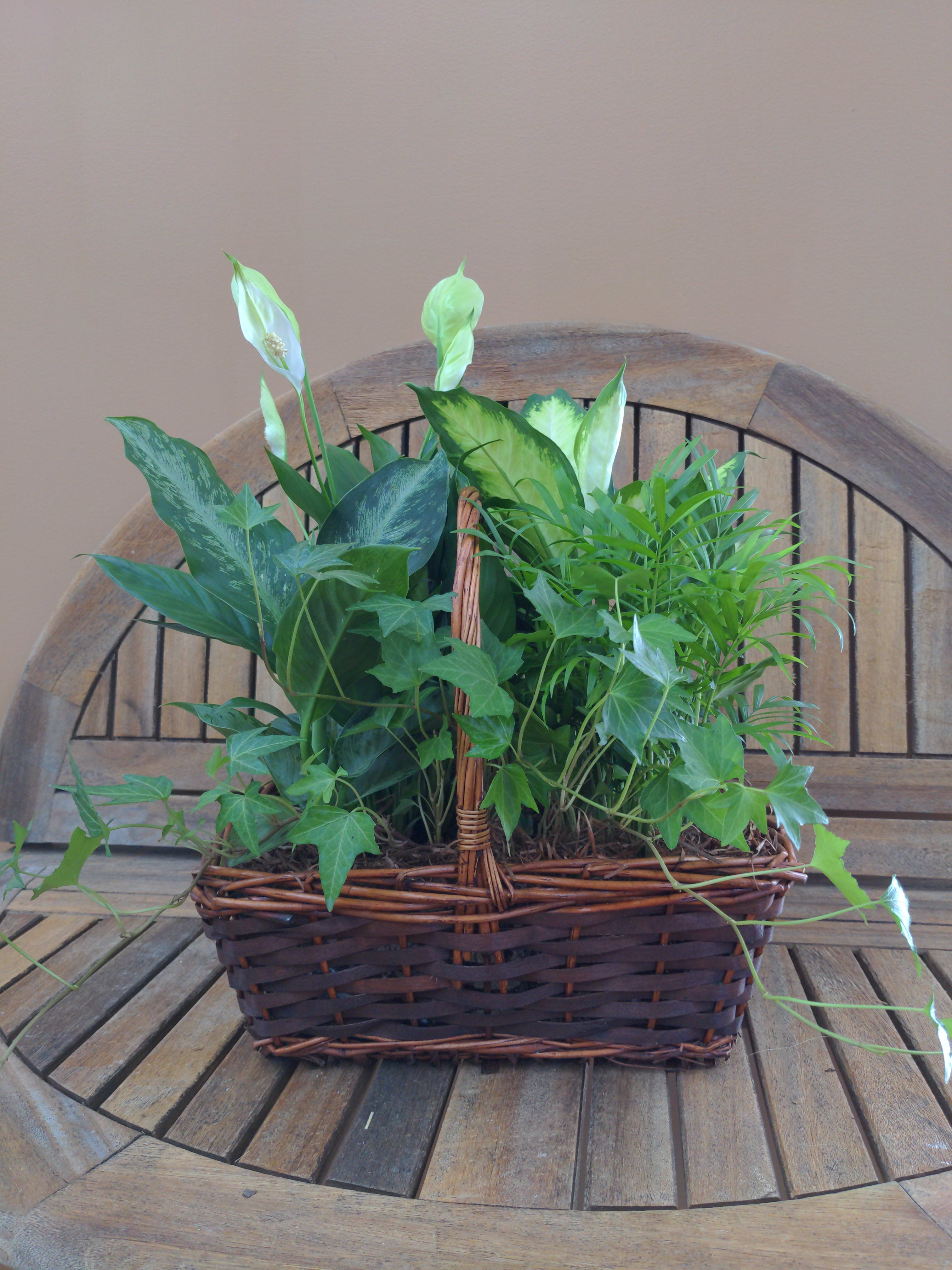 DG75 Basket Dish Garden  - Dish Garden Size Medium Container color &amp; design &amp; Plants May Be Different Then Shown But Size Will Be the Same.