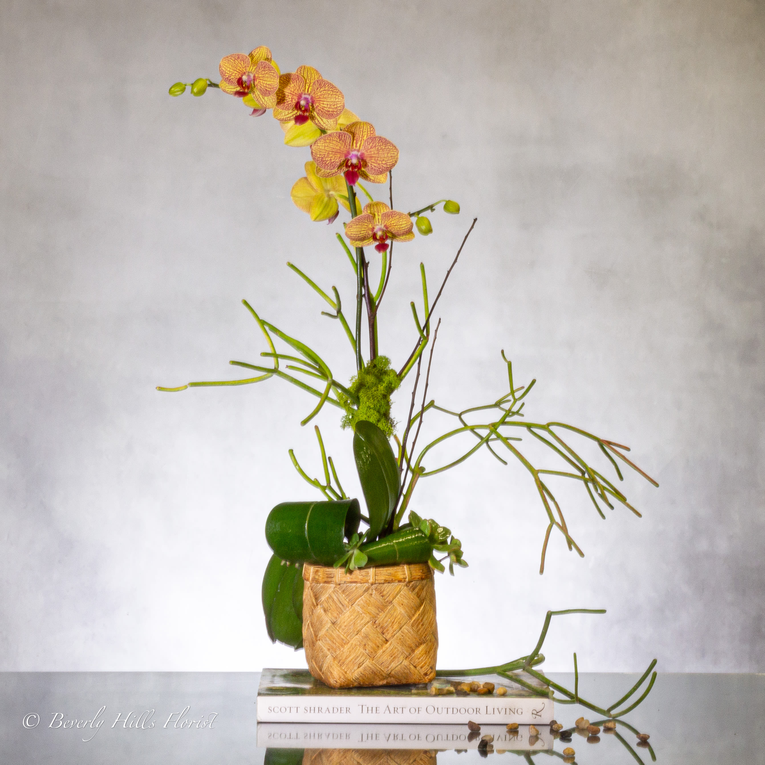 Truly Enlightening Orchids - Our stunning yellow Orchids with hints of red, paired with mini succulents, are elegantly displayed in a timeless basket weave design. The handcrafted basketweave ceramic vase adds a touch of luxury and can be delivered on the same day. Lush moss and greens at the base enhance the overall delicate aesthetic of this exquisite design, standing at approximately 26 inches tall.  