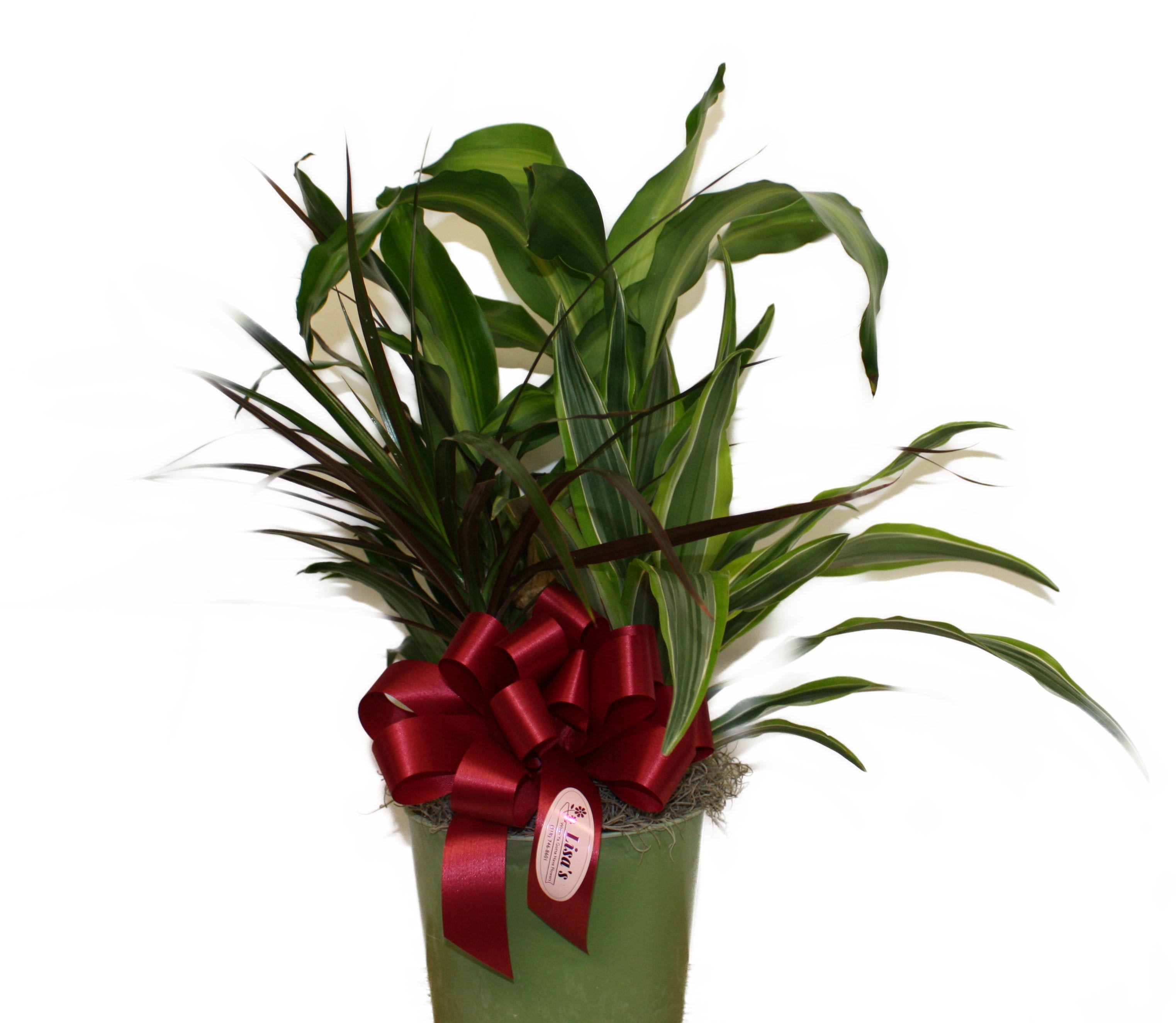 Corn Plant Combo - This Corn Plant Combo is a mix of stunning corn plant (Dracaena fragrans), Dracaena Marginata Cane, and Dracaena Lemon Limein a decorative container. Dracaena's are some of the easiest and most common houseplants available. Its lush appearance and air-purifying qualities make it a popular choice for any space.