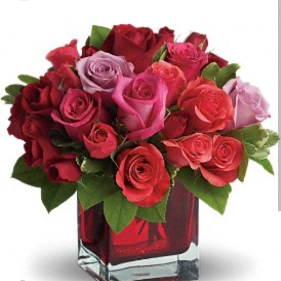 Rose - rose