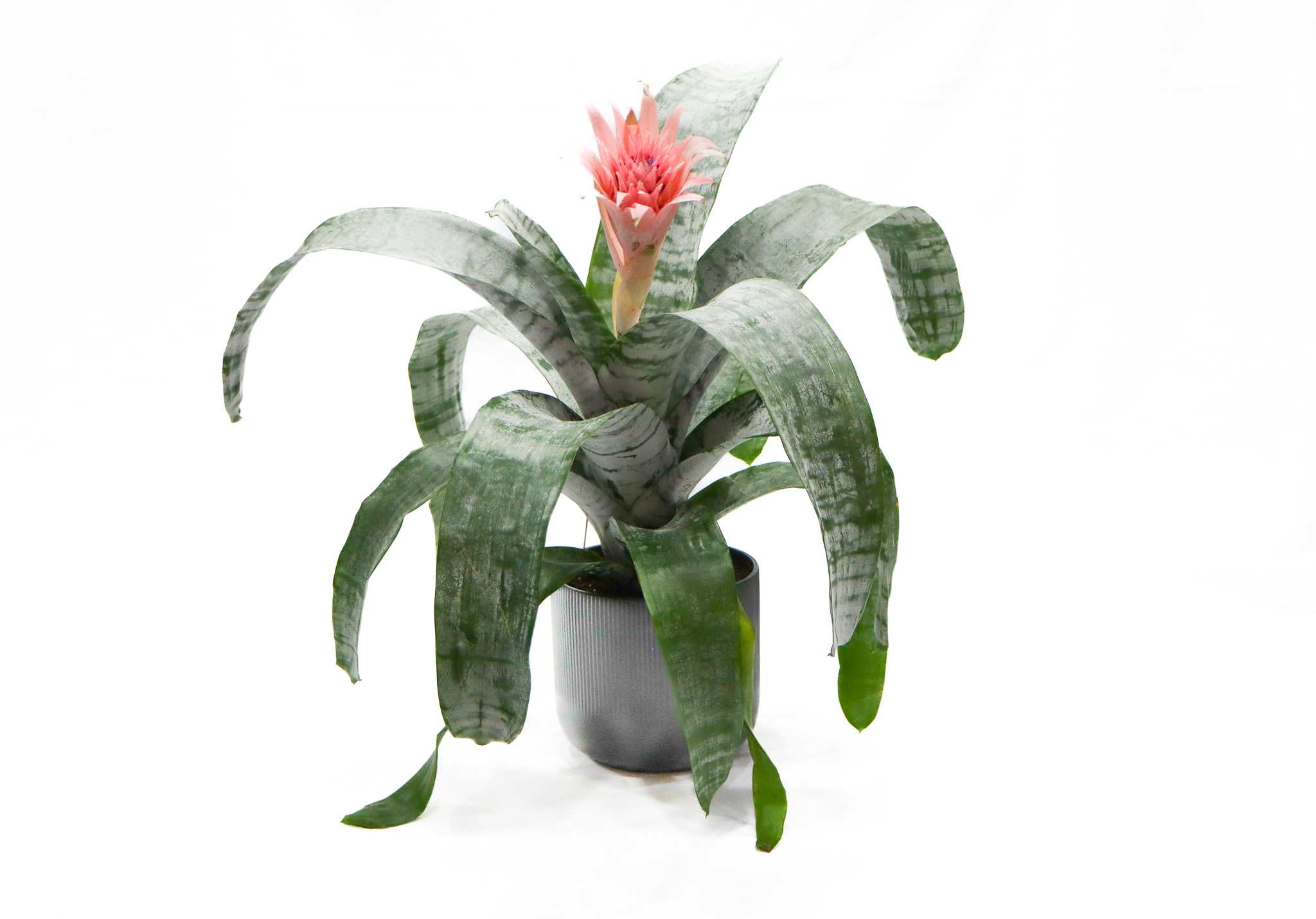Aechmea - Aechmea fasciata is a species of flowering plant in the Bromeliaceae family. It is commonly called the silver vase or urn plant and is native to Brazil. This plant is probably the best known species in this genus, and it is often grown as a houseplant in temperate areas.
