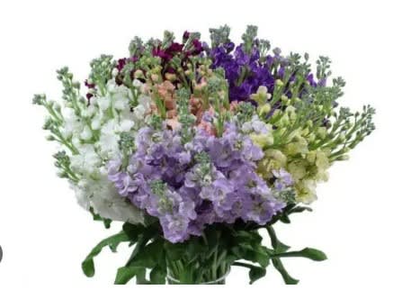 Bunch of Assorted Stock - 10 stems of fresh cut stock imported from Ecuador 
