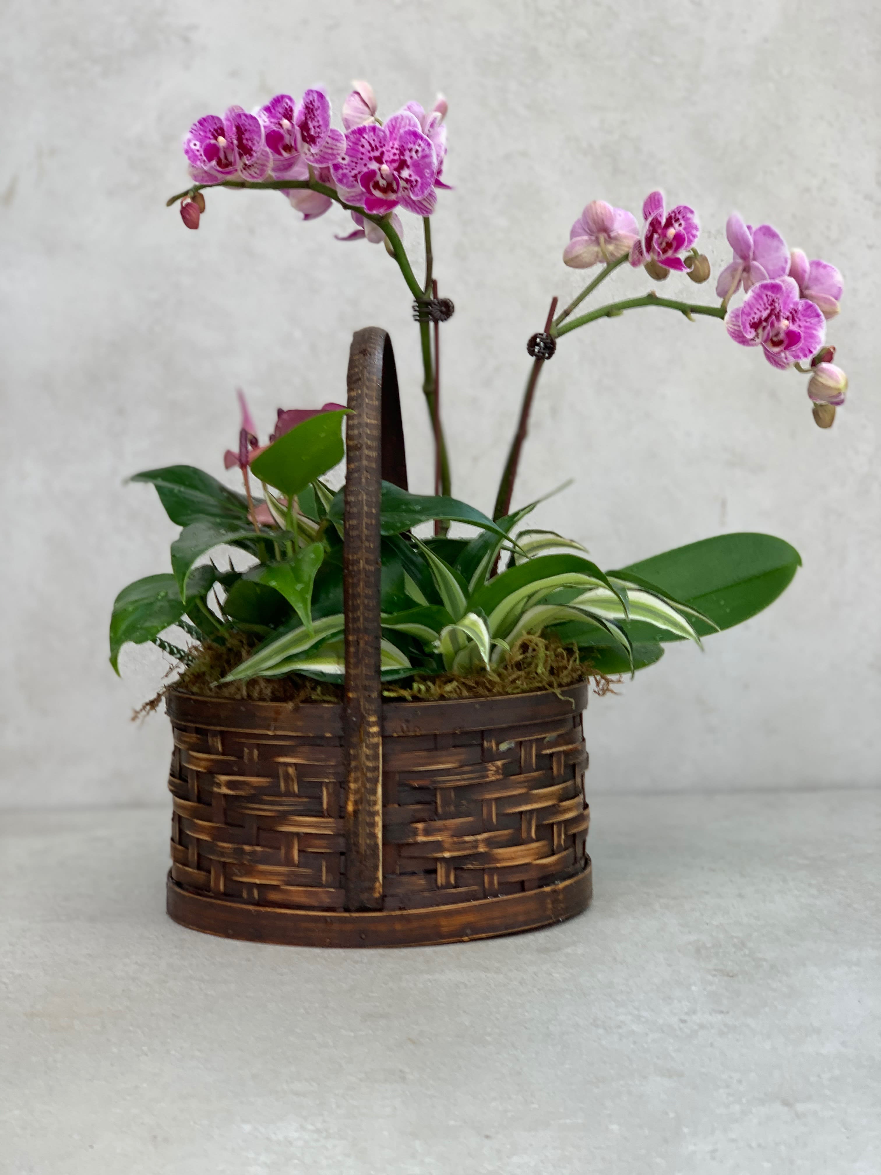Garden Joy  - Basket full of plants &amp; Orchids and everything nice 