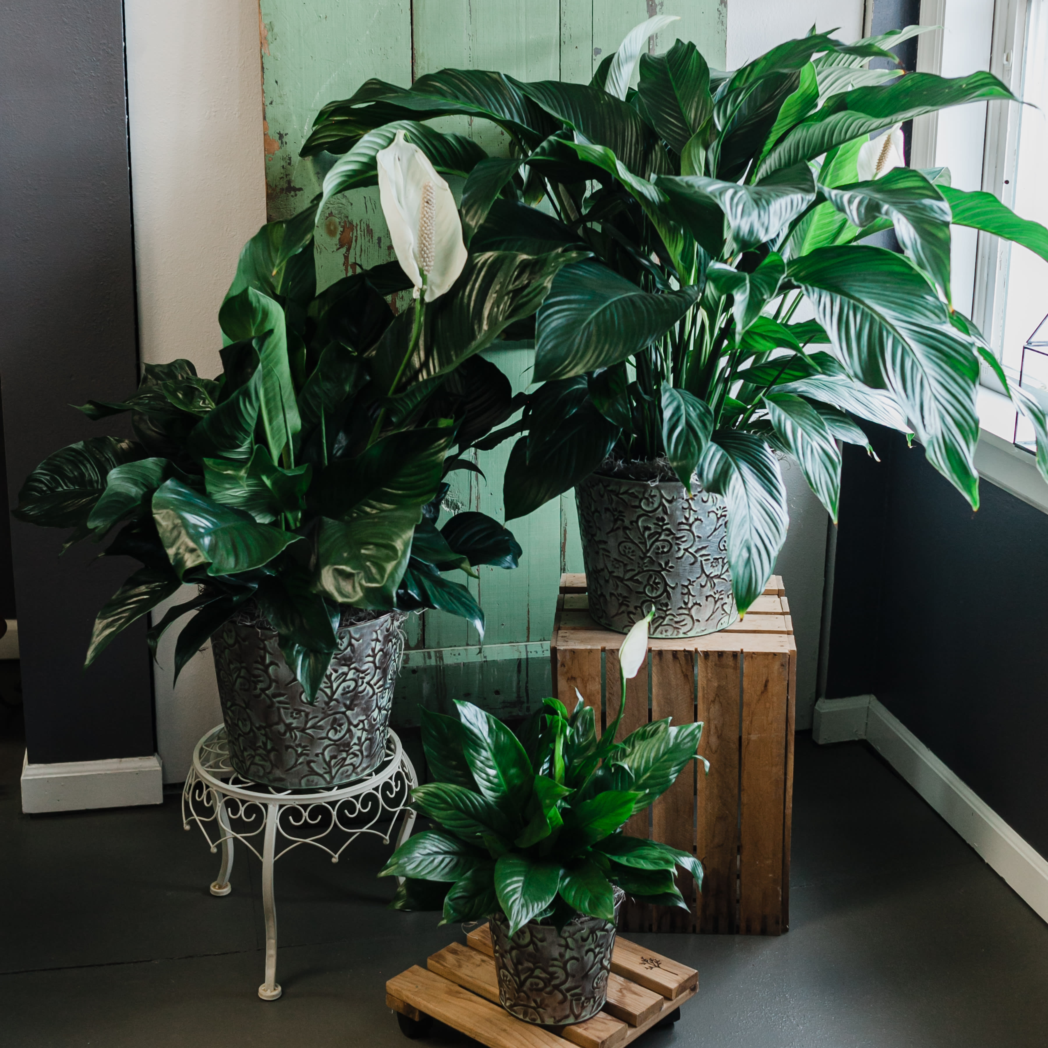 Peace Lily - Spathiphyllum - 3 different sizes and prices - Known for its indoor beauty and ability to clear the air of contaminants, this low maintenance plant makes a perfect gift for almost any occasion. We offer 3 sizes, see descriptions below. The plant will come in a metal decorative pot with a bow.  6&quot; Peace Lily (6&quot; is the diameter of the pot) - Approximately 2.8 feet tall by 14 inches wide 8&quot; Peace Lily (8&quot; is the diameter of the pot) - Approximately 3.5 feet tall by 23 inches wide 10&quot; Peace Lily (10&quot; is the diameter of the pot) - Approximately 4 feet tall by 28 inches wide      
