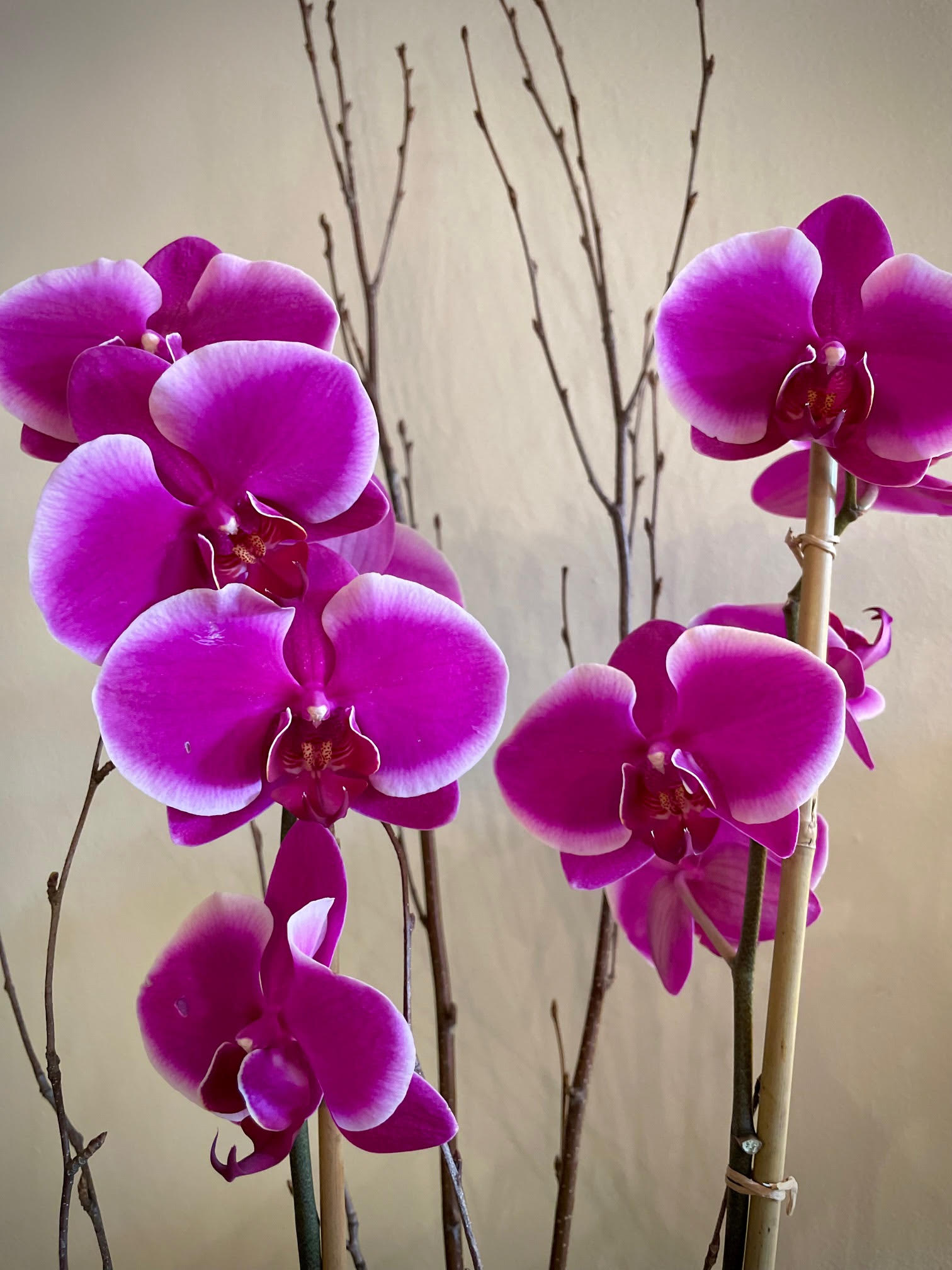 Phalaenopsis Orchid Plant  - Beautifully presented with an armature of bamboo and birch, in a lovely wooden container. Orchid and container colors will vary. You may request a color in the notes to us and if we have that color we will accommodate. Colors are not guaranteed, but beauty and quality are. 