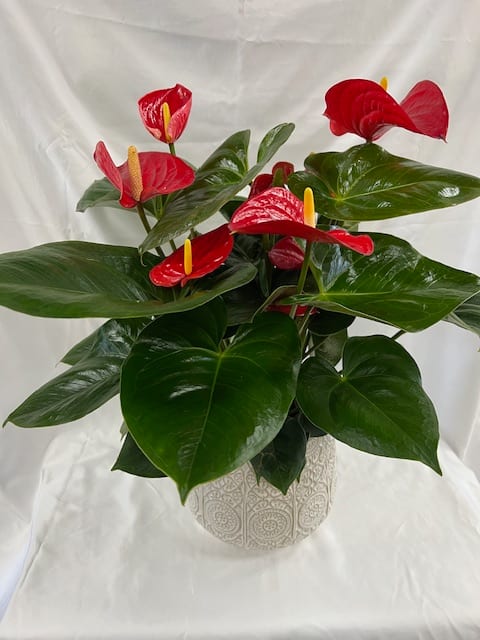 Anthurium blanc avec cache pot - Plantes - PF2 - Commerçants du