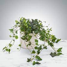 Ivy Plant by BloomNation™ Ivy Plant by BloomNation™ - The english ivy plant is a classic houseplant. It likes medium to bright light and is an excellent plant for air filtration. Send it as a birthday or as a just because surprise for a long-lasting gift and impression.