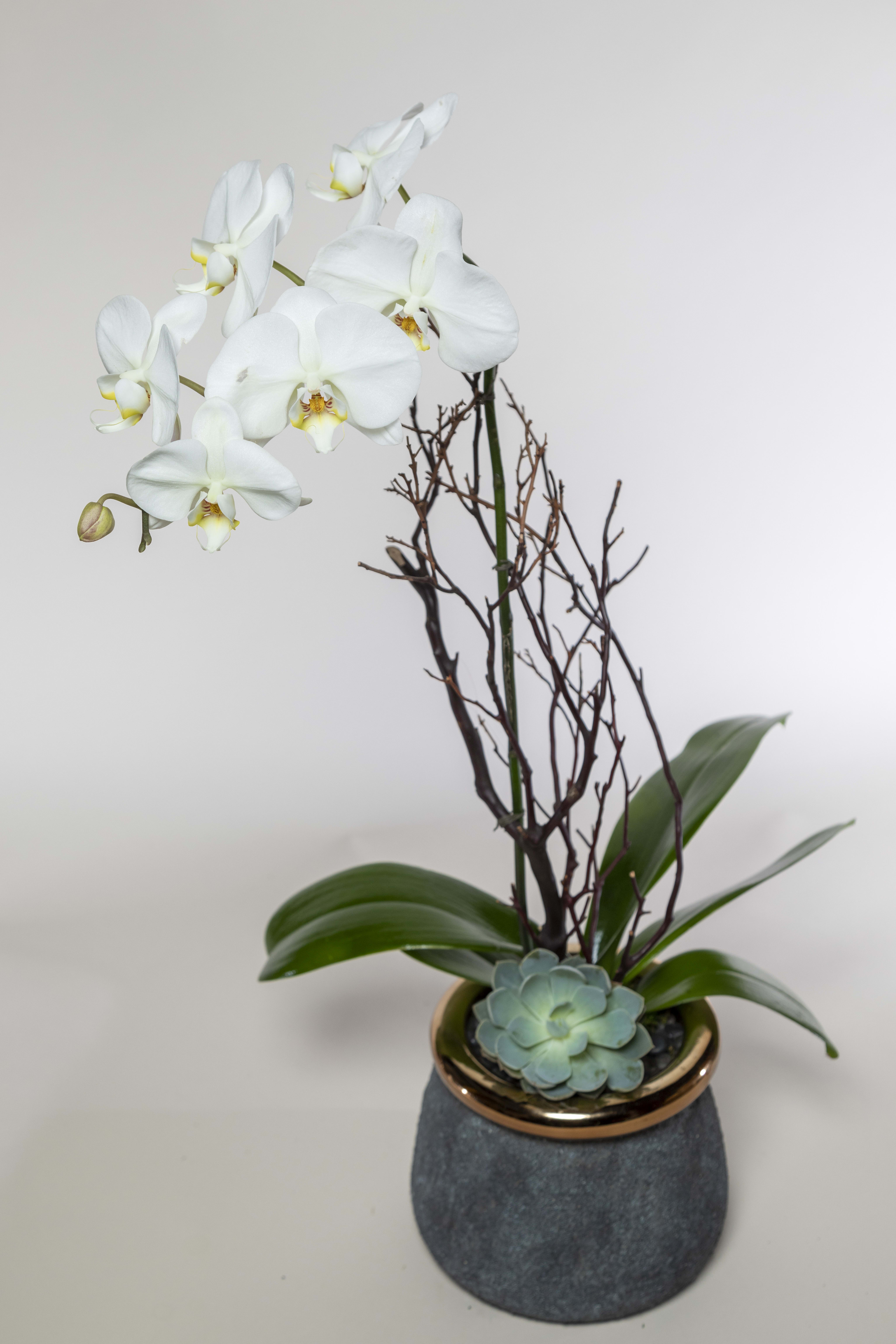 The Abstract Orchid - A single white orchid stem stands tall above a modern stone vase. At the base of the orchid rests a premium hand-selected succulent.  
