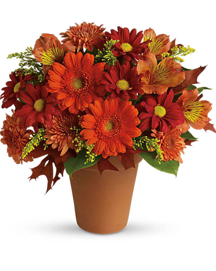 Golden Glow - Greet a loved one with the golden glow of autumn. Like a trip to the Tuscan countryside, this garden of fall flowers warms the heart with its orange and gold blooms, presented for fall in a sun-baked terracotta pot. A classic terracotta pot holds a fabulous fall arrangement of miniature orange gerberas, dark orange alstroemeria, gold cushion mums, red daisies, solidago and salal. Orientation: All-Around