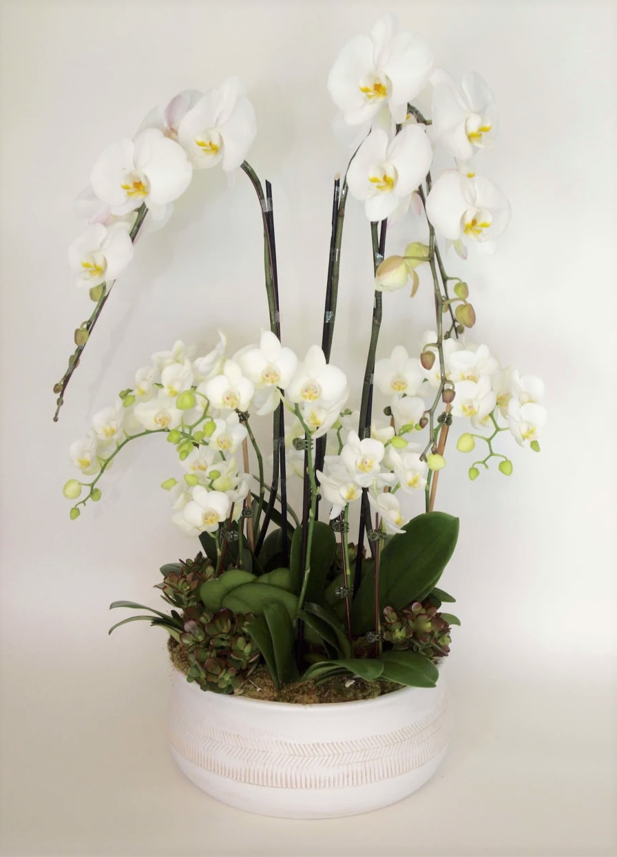 Bloom258 - White Orchids