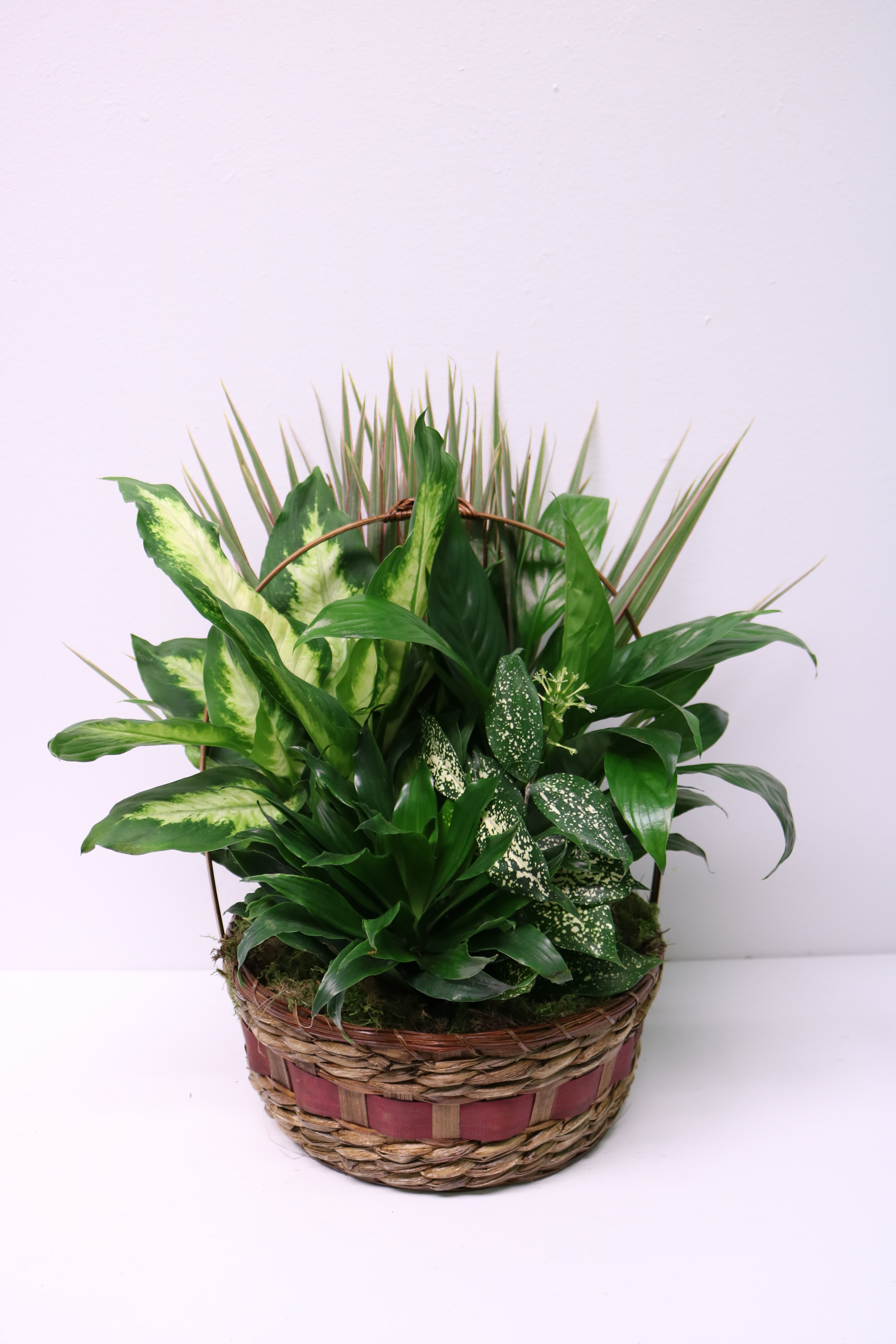 Large Dishgarden in a Basket  - This basket is spilling over with lovely healthy plants. Upgrade to Deluxe or premium for a ceramic container or to add a few fresh flowers for color.