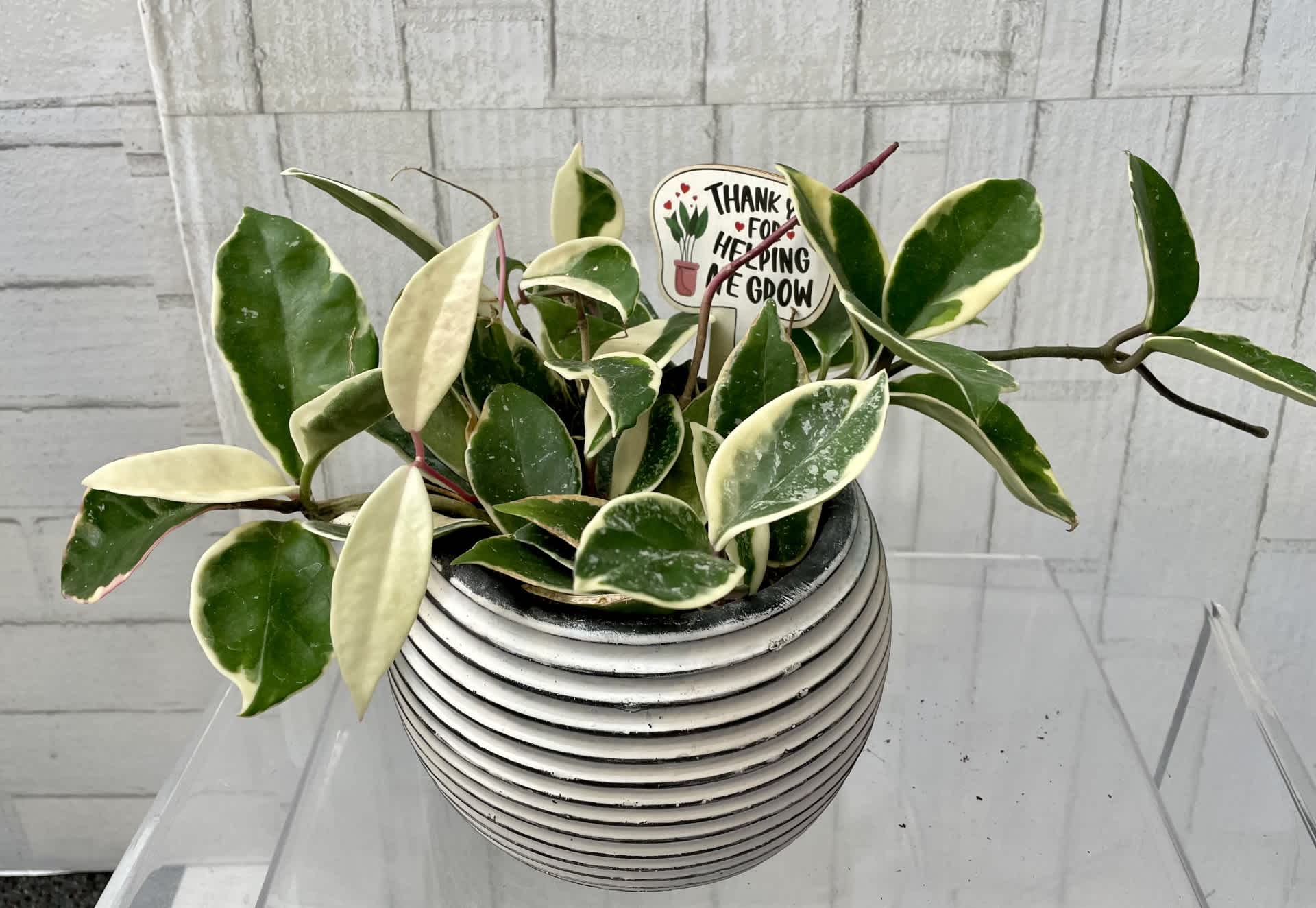 Hoya Plant by House of Flowers