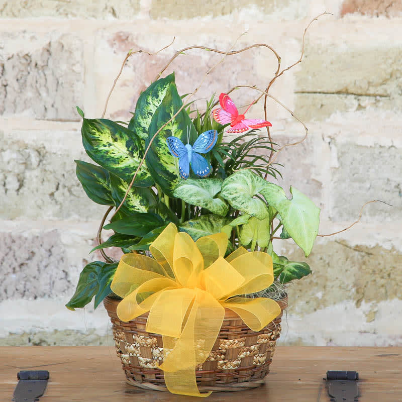 Dish Garden - LUXIUS GREEN PLANTS TO BRIGHTEN UP AND PUT A NATURAL TOUCH TO ANY ROOM, OFFICE AND ANY SPACE WHERE YOU WILL FEEL THE NATURAL ENVIRONMENT.