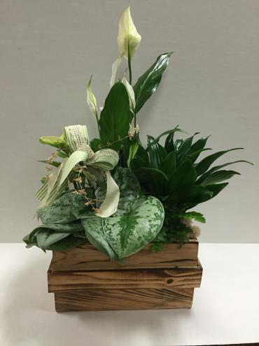  Planter - A variety of green plants in a container. Photo is a sample.  Actual plants and container used will vary depending on availability.  Call for details or specific requests.  