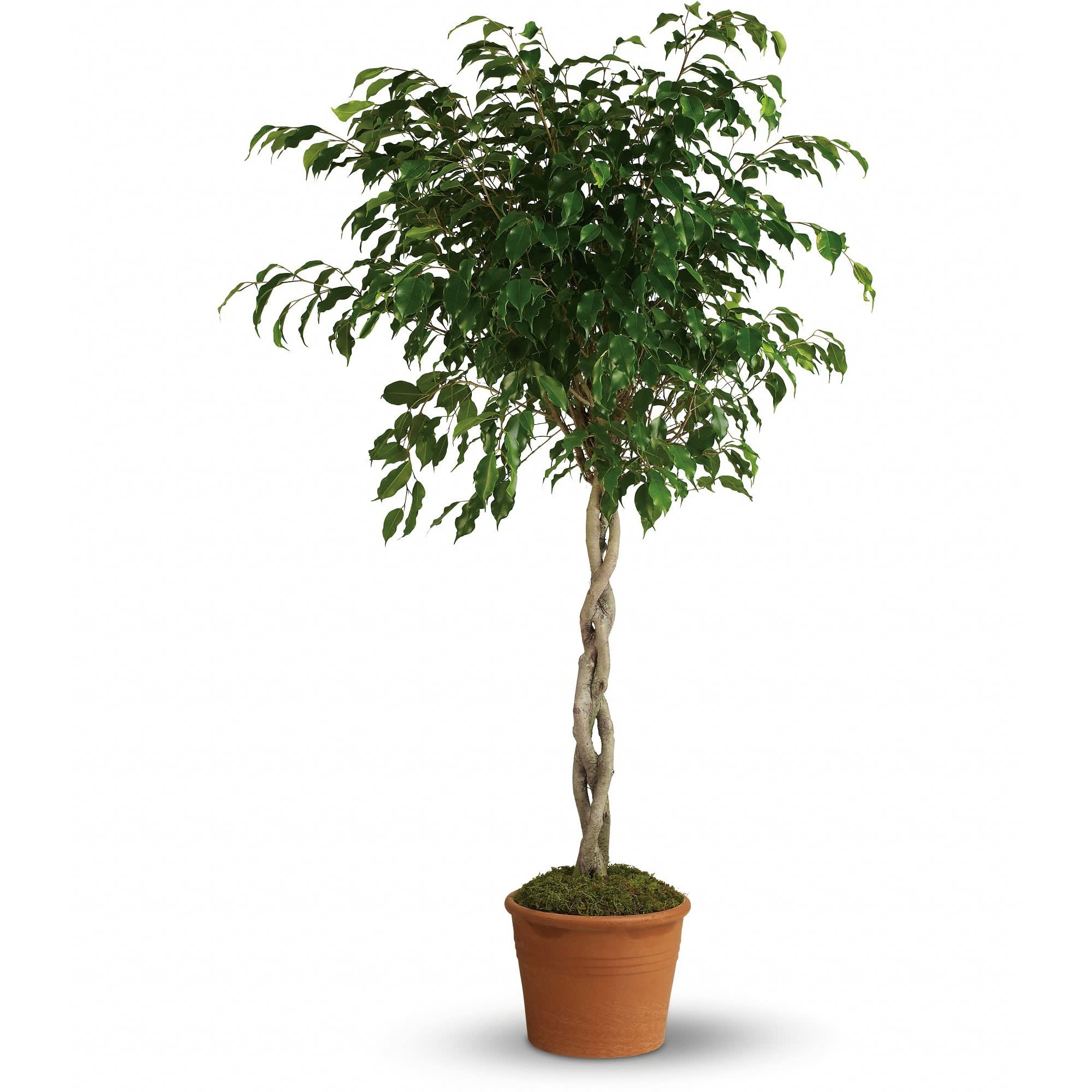 Towering Ficus  - Want to send a gift that will tower above the rest? The gorgeous and graceful ficus will more than fit the bill! Easy to take care of, it's a great way to bring the natural beauty of the outside inside.    A braided ficus is delivered in an earthy terra-cotta pot. Standing approximately five feet tall, it takes gift giving to new heights!    Approximately 37&quot; W x 60&quot; H    Orientation: N/A        As Shown : T104-1A    