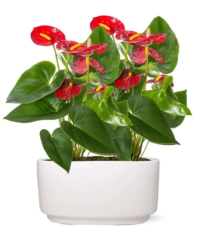 Elegant Anthurium - Send the world's longest blooming plant! Each flower spike on this gorgeous tropical plant can bloom for up to 7-8 weeks! Just be sure to keep out of reach of children and pets as all parts of this plant may cause them to become ill. Care of this plant is easy! Just place in a bright room out of direct sunlight and away from drafts. Temperatures should never dip below 55 degrees Fahrenheit. To water, simply place Six ice cubes in the pot once a week! 