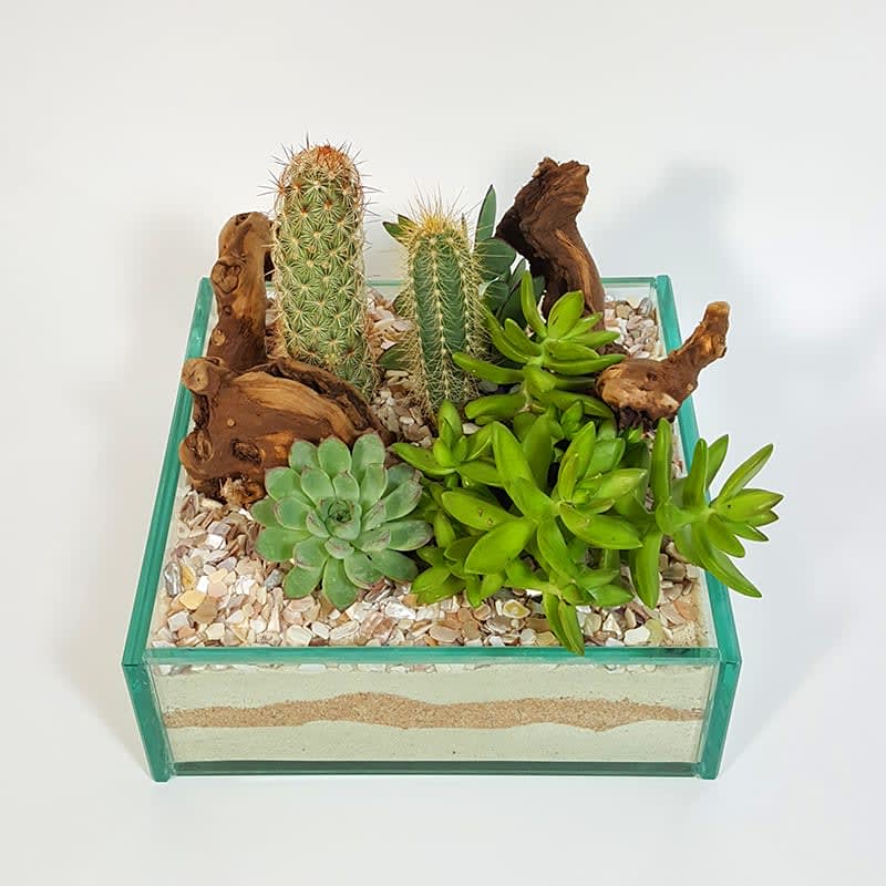 Desert Home Garden - Desert Home Garden