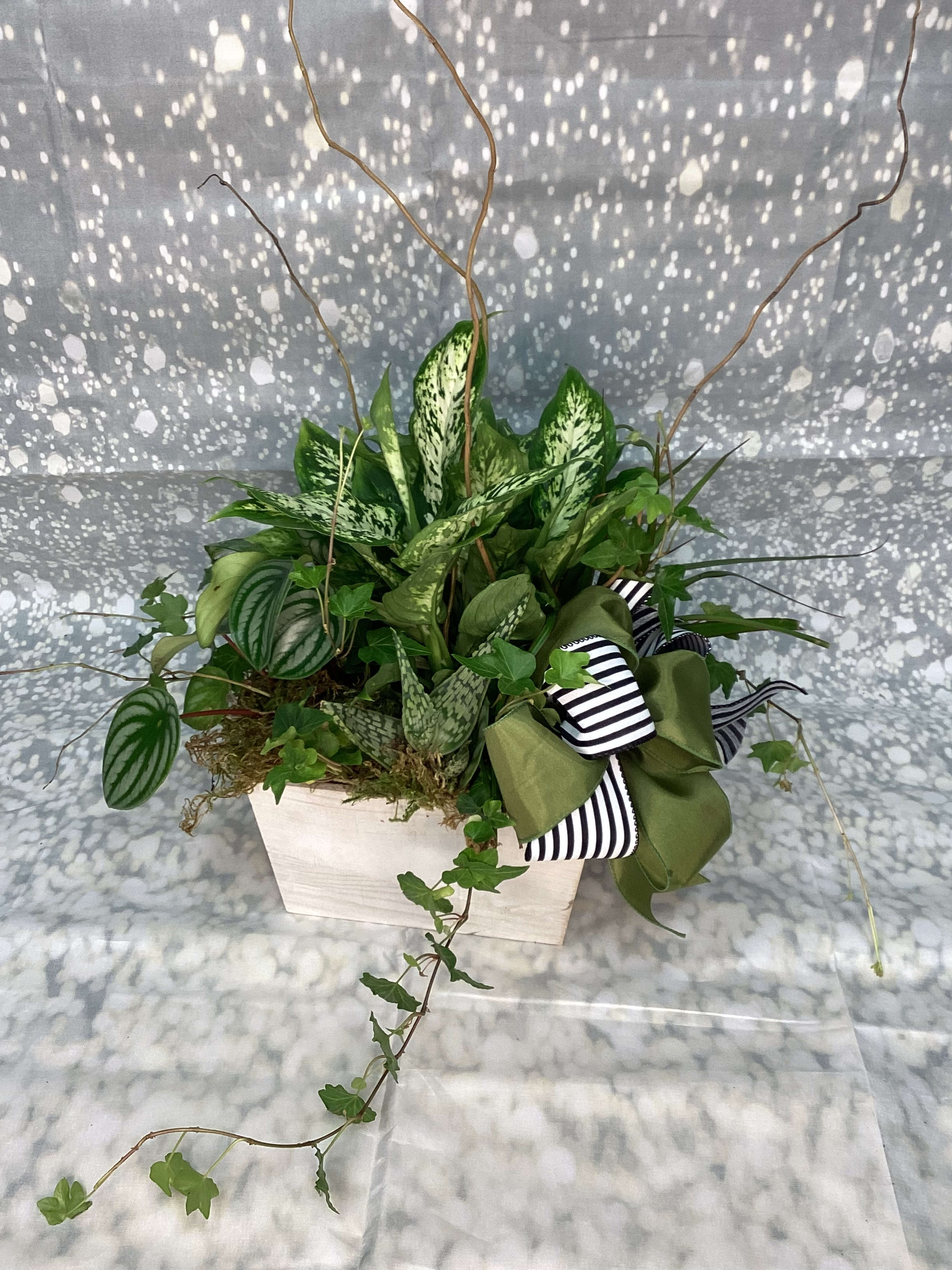 Garden Galore - This Green Plant Garden Has A Sophisticated Yet Casual Look That Compliments Any Situation. A Variety Of Stunning Green Plants Are Potted Into One Of Our Complimenting Assorted Wood Boxes Adorned With Curly Willow Branches For Flair &amp; A Bow For The Final Touch. 