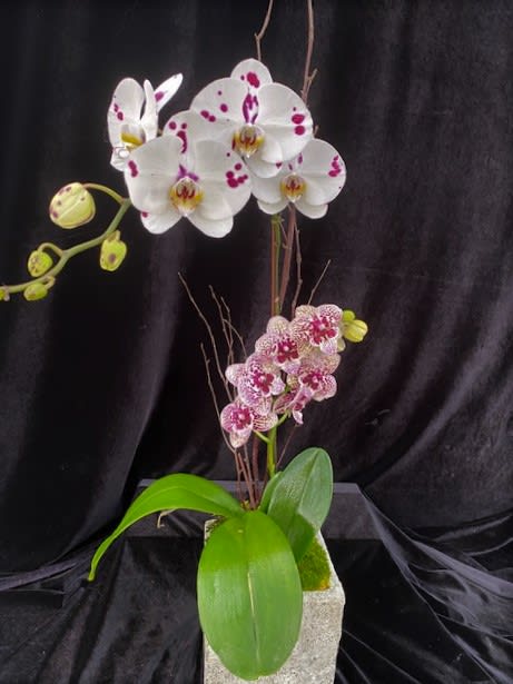 Mix Spots Mix Spots - Two orchids in one.