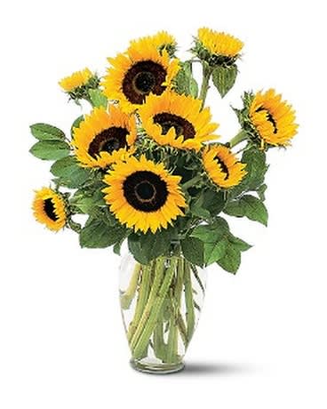 #34 Shining Sunflowers - Like rays of light the brightly colored petals of the sunflower sweep outward. Ideal to send for special occasions and everyday ones too. Sunflowers are delivered in a clear glass vase. Approximately 17&quot; W x 26&quot; H Orientation: One-Sided As Shown : TF66-1