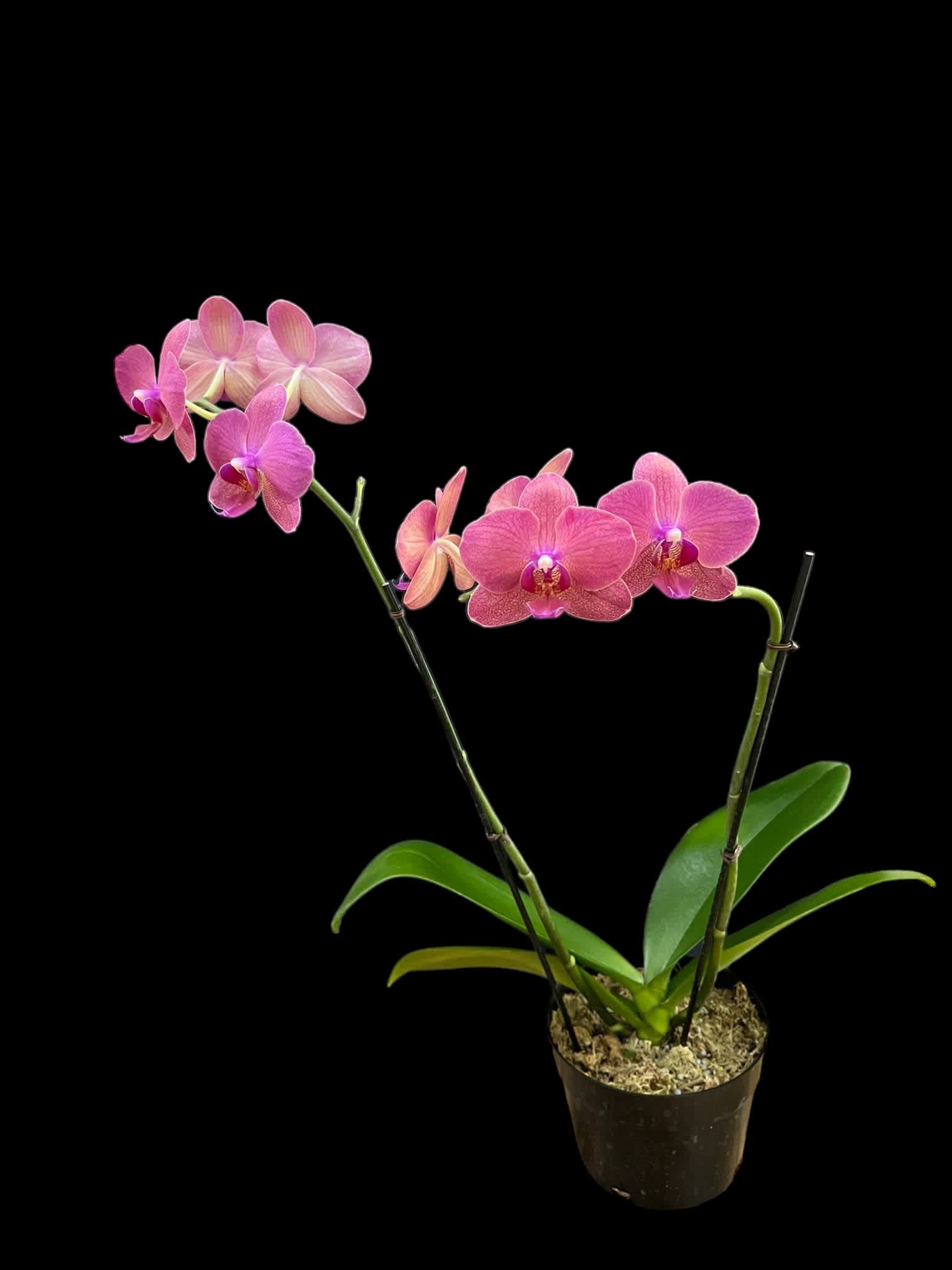Pink Orchid Plant in Fort Pierce, FL Chaney‘s Art of Flowers