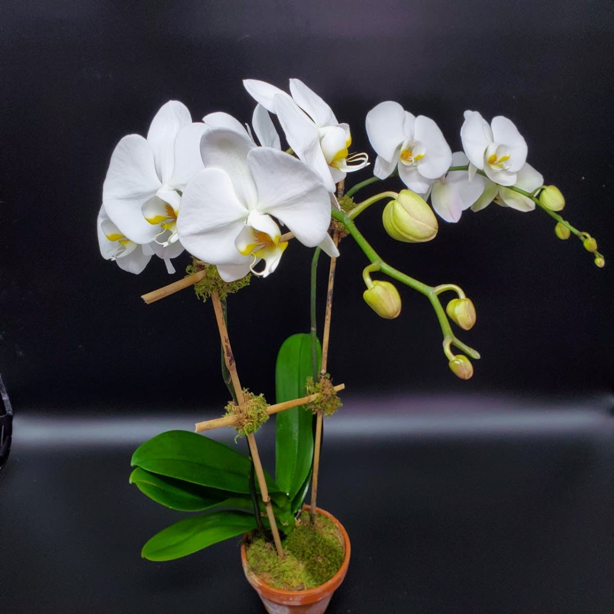 Double Stem Phalaenopsis Orchid Plant - This classic, elegant and timeless gift or personal design statement will never go out of style.  Our orchids are cultivated from Thailand roots and carefully and painstakingly grown for several years before we offer them to our clients.  This allows for a hearty and resistant plant.  Designed in terracotta pots with moss, bamboo and natural raffia these stunning white blooms will rebloom approximately every 3 to 7 months with proper conditions and care. Blooms can last up to four weeks. The orchid here is pictured in 3/4 bloom - our orchids will usually be delivered 1/4 to 3/4 of the way in bloom.