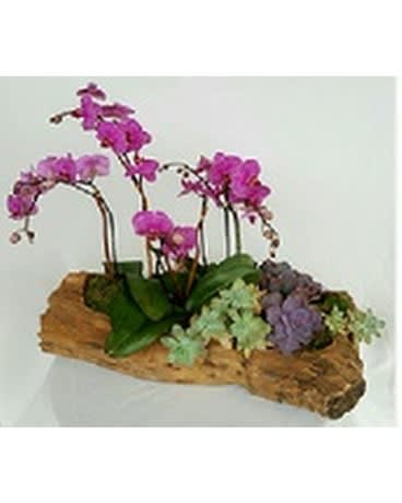  Sogo Vivien - Succulents - Dazzling purple orchids, complimented by a stunning variety of succulents, arranged in a  handcarved wooden planter.   Product ID: DF-1636
