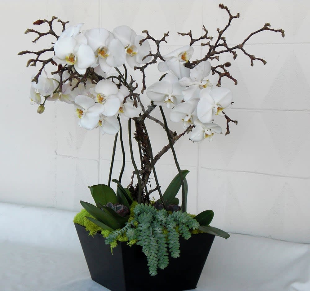 White Orchid &amp; Succulent Duet in a Black Pot - Embrace the desert-meets-modern vibe with our stunning potted white phalaenopsis orchid and succulent arrangement from your local florist in Los Angeles. Nestled in a sleek black ceramic pot, this captivating duet combines the delicate grace of orchids with the low-maintenance charm of succulents, creating a minimalist masterpiece perfect for any occasion.  Where desert serenity meets modern allure:  Elegant white phalaenopsis orchid: Its delicate petals, like dancing butterflies frozen in time, add a touch of timeless sophistication and airiness to the arrangement. Vibrant succulent medley: A curated mix of hand-picked succulents in various shapes and textures brings a touch of desert cool and low-maintenance charm. Sleek black ceramic pot: A contemporary canvas for nature's beauty, the black pot elevates the arrangement to a statement piece, complementing any modern décor. Handcrafted with L.A. love: We partner with local growers and meticulously curate each arrangement to ensure lasting beauty and unique charm. Effortless beauty, long-lasting joy: Both orchids and succulents thrive with minimal care, making this arrangement ideal for busy lifestyles and forgetful plant parents. More than just décor, it's a statement. This stunning combination embodies the laid-back L.A. vibe, inviting you to slow down and appreciate the simple beauty of nature's contrasting textures and forms.  Gift the gift of modern oasis, order your White Orchid &amp; Succulent Duet today!  Perfect for: Housewarming gifts Birthday celebrations Office desk décor Modern home accents Unique hostess gifts Self-care indulgence  Remember, L.A. loves low-maintenance! Let this stunning succulent and orchid arrangement bring a touch of desert zen to your space.  Order now through our Flower Delivery in Los Angeles and let your love bloom with effortless style!