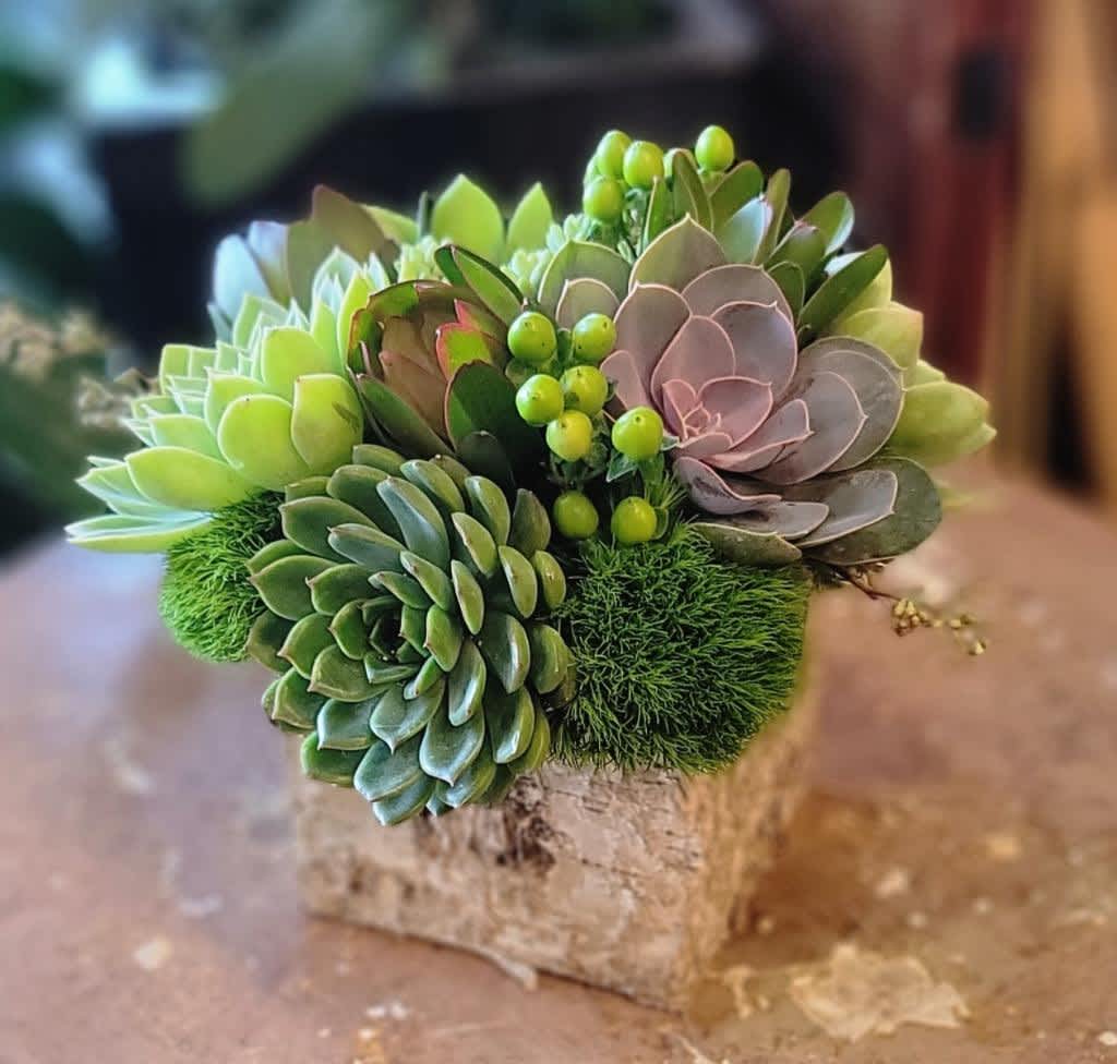 Succulent Symphony - Bring the beauty of the desert into your home with our stunning boxed succulent collection from your local florist in Los Angeles! Featuring a curated mix of lush echeveria and hardy houseleek varieties, this gift box isn't just a plant, it's an experience. Imagine vibrant rosettes, geometric shapes, and powdery hues gracing your coffee table, bookshelf, or desk, injecting a touch of low-maintenance charm and modern flair into any space.  A desert garden in a box: Echeveria's dazzling diversity: From blushing pinks to cool blues and fiery reds, each echeveria boasts unique rosettes and textures, creating a captivating visual symphony. Houseleek's protective charm: These hardy succulents, with their spiky rosettes and silvery-green hues, add a touch of rustic allure and symbolize good luck and prosperity. Hand-picked with L.A. love: We source our succulents from local growers, ensuring vibrant colors, healthy plants, and sustainable practices. Minimalist chic gift box: Crafted from recycled materials, our sleek box complements any décor and makes gifting effortless. Effortless beauty, long-lasting joy: Succulents thrive with minimal care, perfect for busy Angelenos who love low-maintenance living. More than just a gift, it's a statement. This curated succulent box embodies the laid-back L.A. vibe, inviting you to slow down and appreciate the simple beauty of nature, right in your own home.  Gift the gift of desert chic, order your Succulent Symphony Box today!  Perfect for: Housewarming gifts Birthday celebrations Thank you gestures Office desk décor Modern home accents Unique hostess gifts Self-care indulgence  Remember, L.A. loves local! Support sustainable practices and bring the beauty of the desert to your space with our curated succulent box.  Order now through our flower delivery in Los Angeles and let your love for with effortless style!