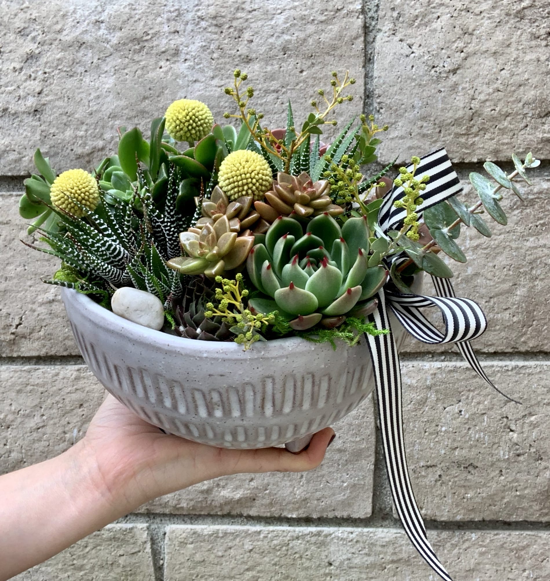 Zebra Bowl - A beautiful mix of Zebra succulents and cacti accented with yellow Billy Balls in a hand detailed footed bowl. A generous desk size, perfect for coffee tables or dining centerpiece. 